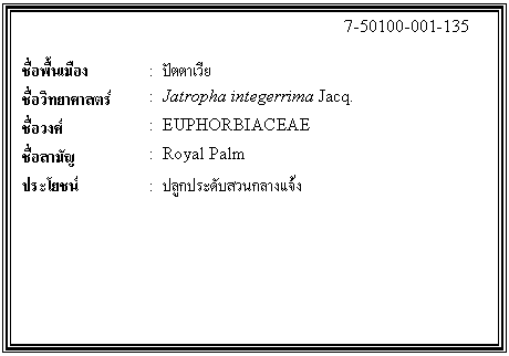 กล่องข้อความ: 7-50100-001-135 ชื่อพื้นเมือง : ปัตตาเวีย ชื่อวิทยาศาสตร์ : Jatropha integerrima Jacq. ชื่อวงศ์ : EUPHORBIACEAE ชื่อสามัญ : Royal Palm ประโยชน์ : ปลูกประดับสวนกลางแจ้ง